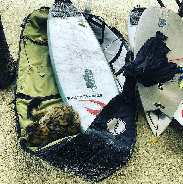 Pro Lite 10mm Coffin Travel Fits 2 - 3 boards